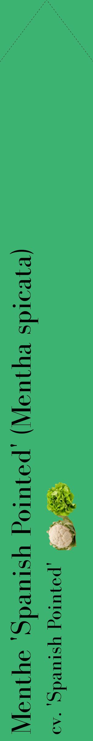 Étiquette de : Mentha spicata cv. 'Spanish Pointed' - format c - style noire12_simplebod avec comestibilité simplifiée