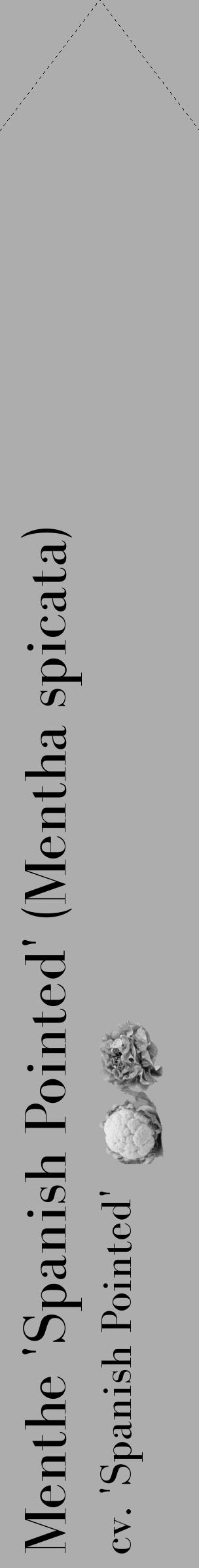 Étiquette de : Mentha spicata cv. 'Spanish Pointed' - format c - style noire22simple_simple_simplebod avec comestibilité simplifiée - position verticale