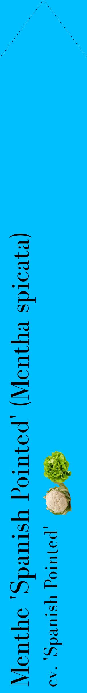 Étiquette de : Mentha spicata cv. 'Spanish Pointed' - format c - style noire2_simplebod avec comestibilité simplifiée