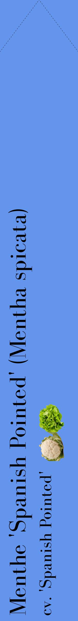 Étiquette de : Mentha spicata cv. 'Spanish Pointed' - format c - style noire4_simplebod avec comestibilité simplifiée