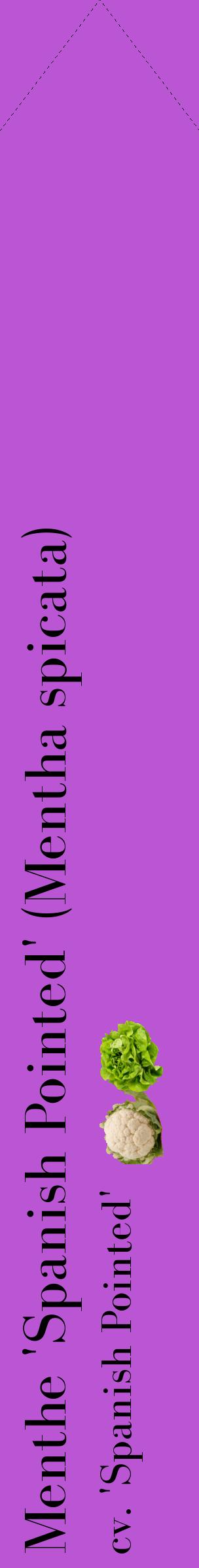 Étiquette de : Mentha spicata cv. 'Spanish Pointed' - format c - style noire50_simplebod avec comestibilité simplifiée