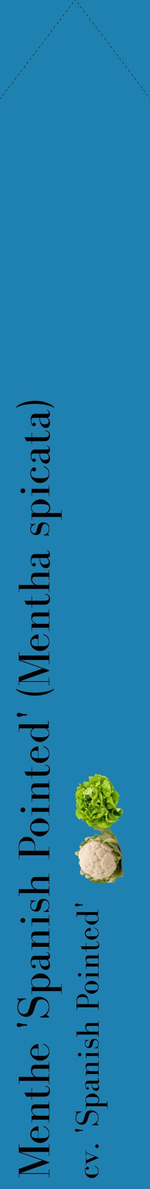 Étiquette de : Mentha spicata cv. 'Spanish Pointed' - format c - style noire6_simplebod avec comestibilité simplifiée