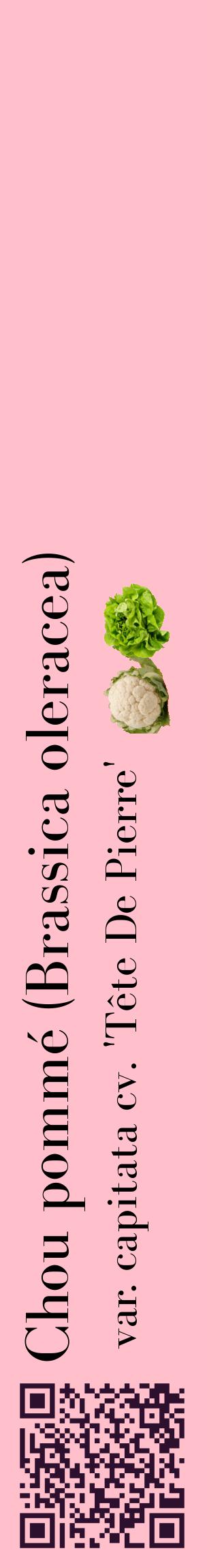 Étiquette de : Brassica oleracea var. capitata cv. 'Tête De Pierre' - format c - style noire40_basiquebod avec qrcode et comestibilité simplifiée