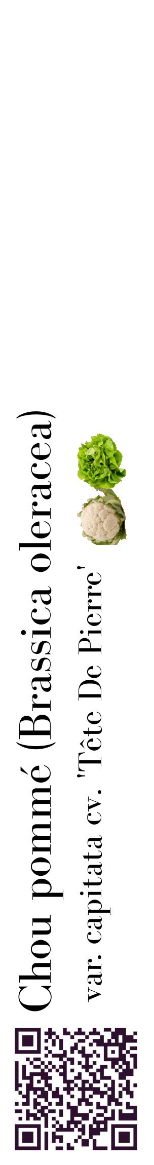 Étiquette de : Brassica oleracea var. capitata cv. 'Tête De Pierre' - format c - style noire60_basiquebod avec qrcode et comestibilité simplifiée