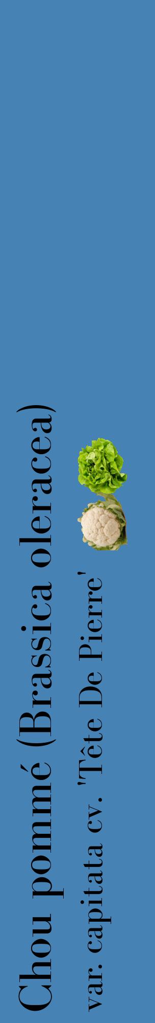 Étiquette de : Brassica oleracea var. capitata cv. 'Tête De Pierre' - format c - style noire5_basiquebod avec comestibilité simplifiée