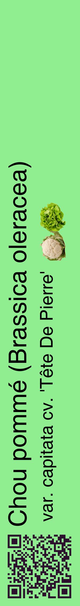Étiquette de : Brassica oleracea var. capitata cv. 'Tête De Pierre' - format c - style noire15_basiquehel avec qrcode et comestibilité simplifiée