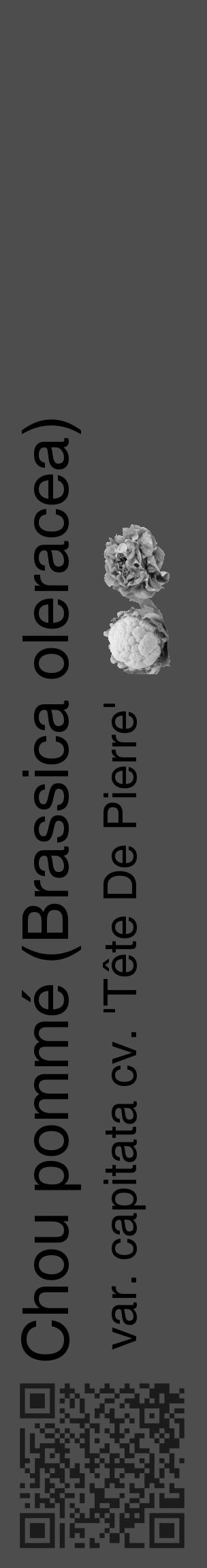 Étiquette de : Brassica oleracea var. capitata cv. 'Tête De Pierre' - format c - style noire28basique_basique_basiquehel avec qrcode et comestibilité simplifiée - position verticale