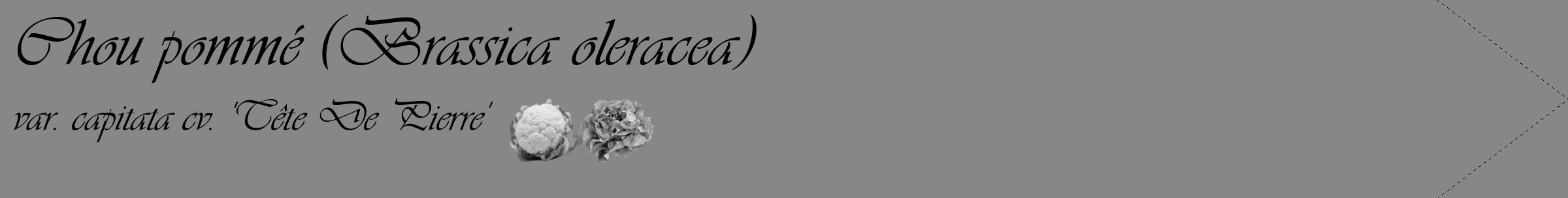 Étiquette de : Brassica oleracea var. capitata cv. 'Tête De Pierre' - format c - style noire12_simple_simpleviv avec comestibilité simplifiée