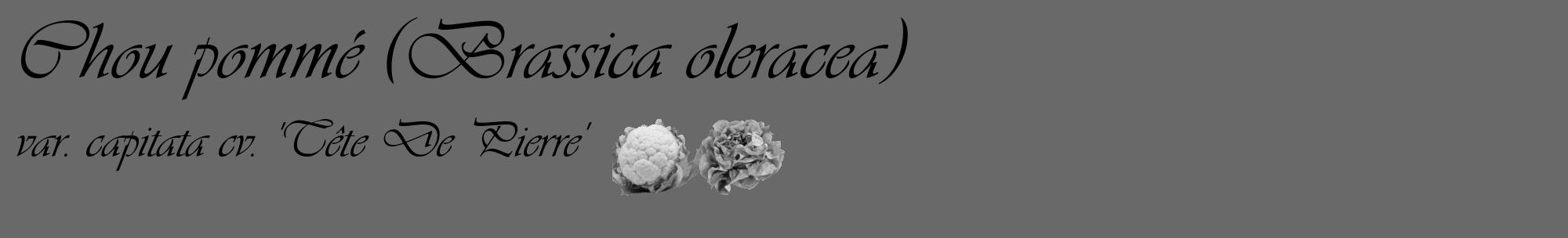 Étiquette de : Brassica oleracea var. capitata cv. 'Tête De Pierre' - format c - style noire51basique_basique_basiqueviv avec comestibilité simplifiée