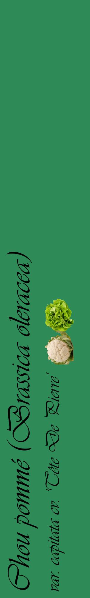Étiquette de : Brassica oleracea var. capitata cv. 'Tête De Pierre' - format c - style noire11_basiqueviv avec comestibilité simplifiée