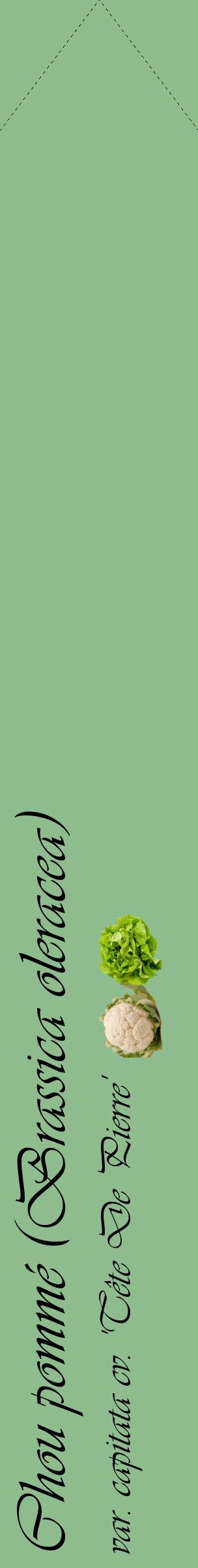 Étiquette de : Brassica oleracea var. capitata cv. 'Tête De Pierre' - format c - style noire13_simpleviv avec comestibilité simplifiée