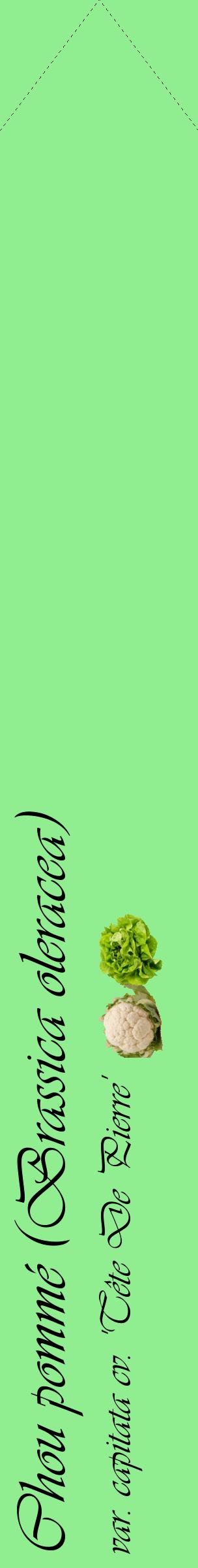 Étiquette de : Brassica oleracea var. capitata cv. 'Tête De Pierre' - format c - style noire15_simpleviv avec comestibilité simplifiée