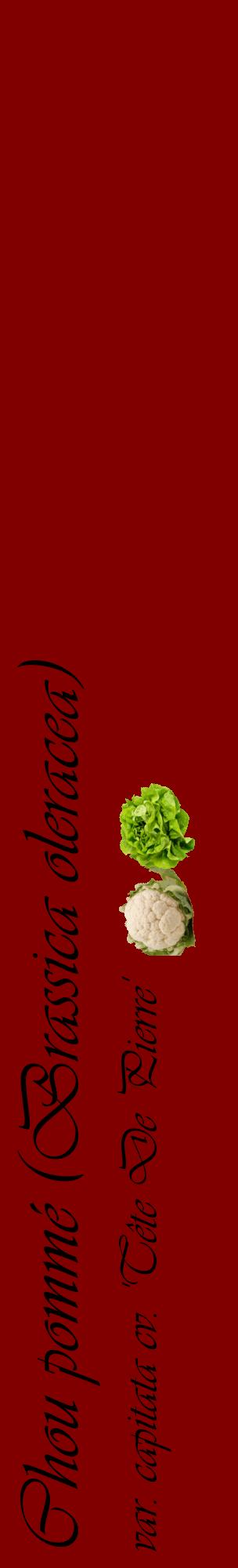 Étiquette de : Brassica oleracea var. capitata cv. 'Tête De Pierre' - format c - style noire29_basiqueviv avec comestibilité simplifiée