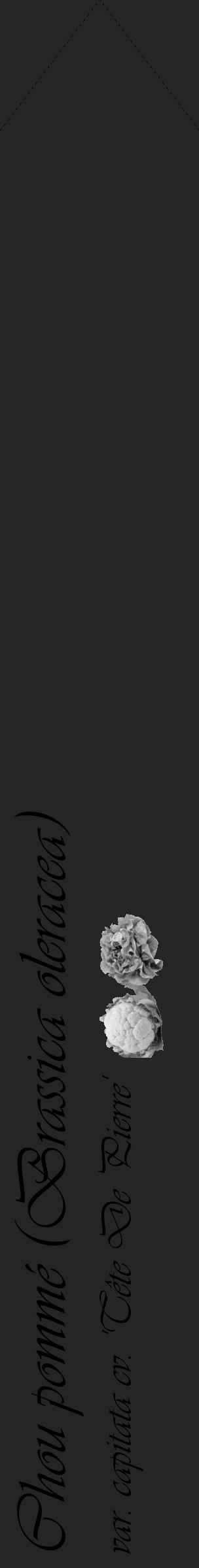Étiquette de : Brassica oleracea var. capitata cv. 'Tête De Pierre' - format c - style noire47_simple_simpleviv avec comestibilité simplifiée - position verticale