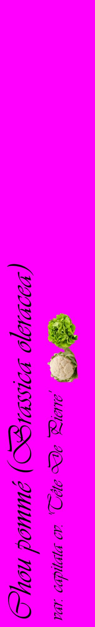 Étiquette de : Brassica oleracea var. capitata cv. 'Tête De Pierre' - format c - style noire51_basiqueviv avec comestibilité simplifiée