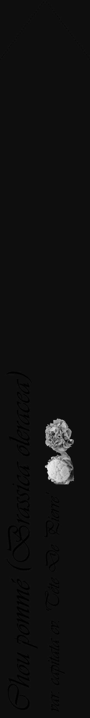 Étiquette de : Brassica oleracea var. capitata cv. 'Tête De Pierre' - format c - style noire7_simple_simpleviv avec comestibilité simplifiée - position verticale