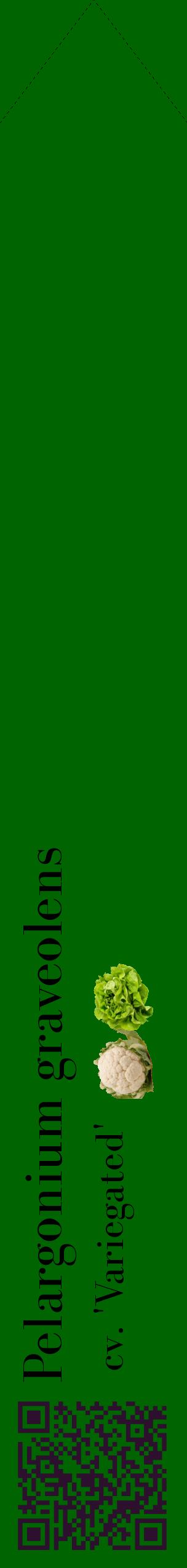 Étiquette de : Pelargonium graveolens cv. 'Variegated' - format c - style noire8_simplebod avec qrcode et comestibilité simplifiée