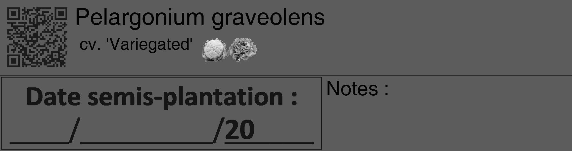 Étiquette de : Pelargonium graveolens cv. 'Variegated' - format c - style noire49_basique_basiquehel avec qrcode et comestibilité simplifiée