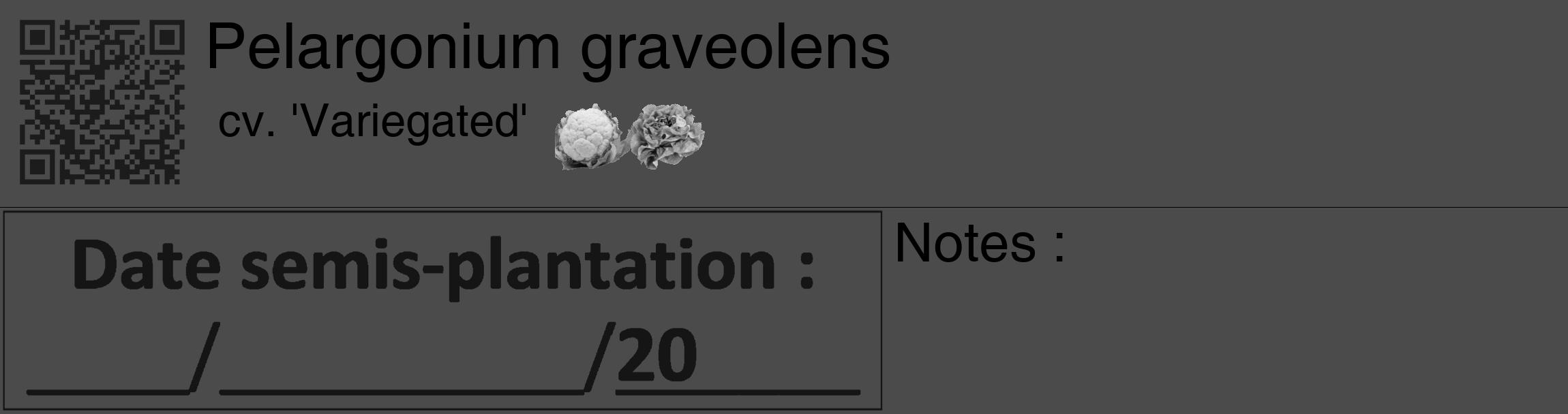 Étiquette de : Pelargonium graveolens cv. 'Variegated' - format c - style noire9_basique_basiquehel avec qrcode et comestibilité simplifiée