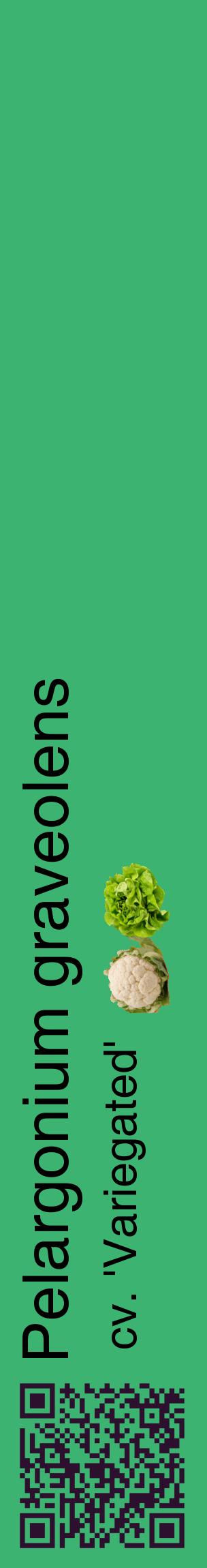 Étiquette de : Pelargonium graveolens cv. 'Variegated' - format c - style noire12_basiquehel avec qrcode et comestibilité simplifiée