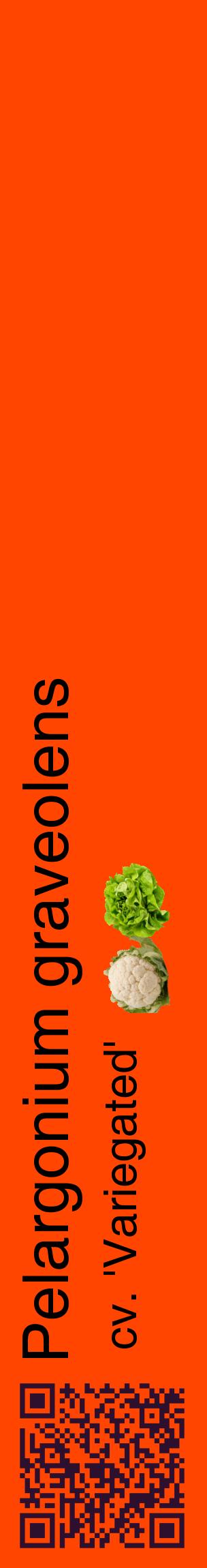 Étiquette de : Pelargonium graveolens cv. 'Variegated' - format c - style noire26_basiquehel avec qrcode et comestibilité simplifiée