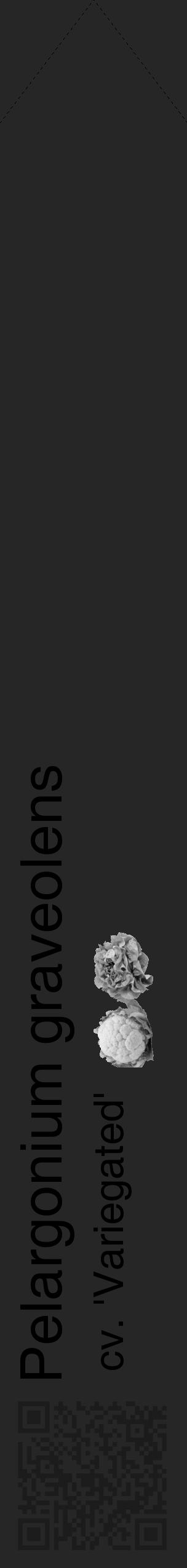 Étiquette de : Pelargonium graveolens cv. 'Variegated' - format c - style noire29_simple_simplehel avec qrcode et comestibilité simplifiée - position verticale