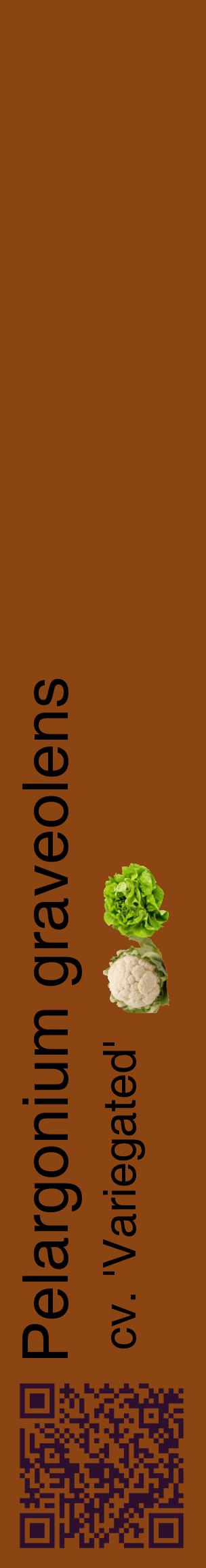 Étiquette de : Pelargonium graveolens cv. 'Variegated' - format c - style noire30_basiquehel avec qrcode et comestibilité simplifiée