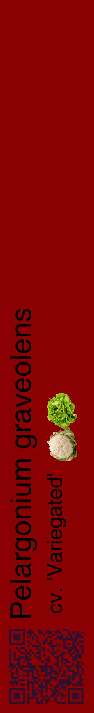 Étiquette de : Pelargonium graveolens cv. 'Variegated' - format c - style noire34_basiquehel avec qrcode et comestibilité simplifiée