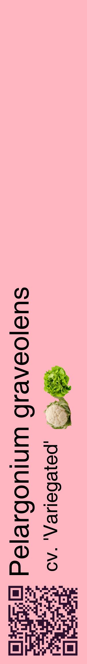 Étiquette de : Pelargonium graveolens cv. 'Variegated' - format c - style noire41_basiquehel avec qrcode et comestibilité simplifiée