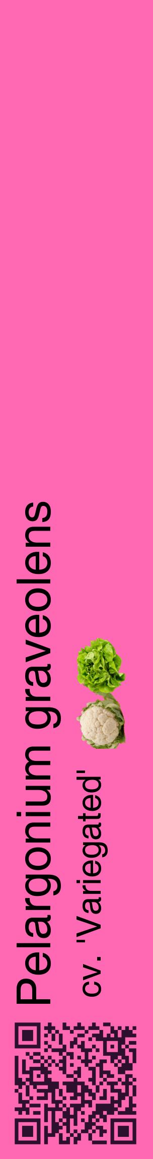 Étiquette de : Pelargonium graveolens cv. 'Variegated' - format c - style noire42_basiquehel avec qrcode et comestibilité simplifiée