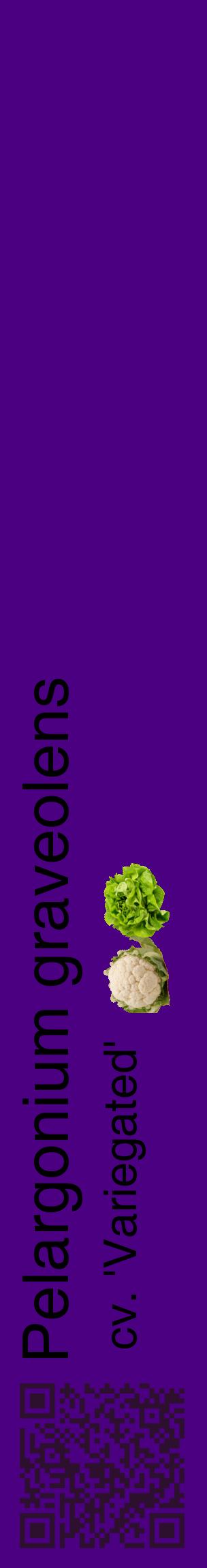 Étiquette de : Pelargonium graveolens cv. 'Variegated' - format c - style noire47_basiquehel avec qrcode et comestibilité simplifiée