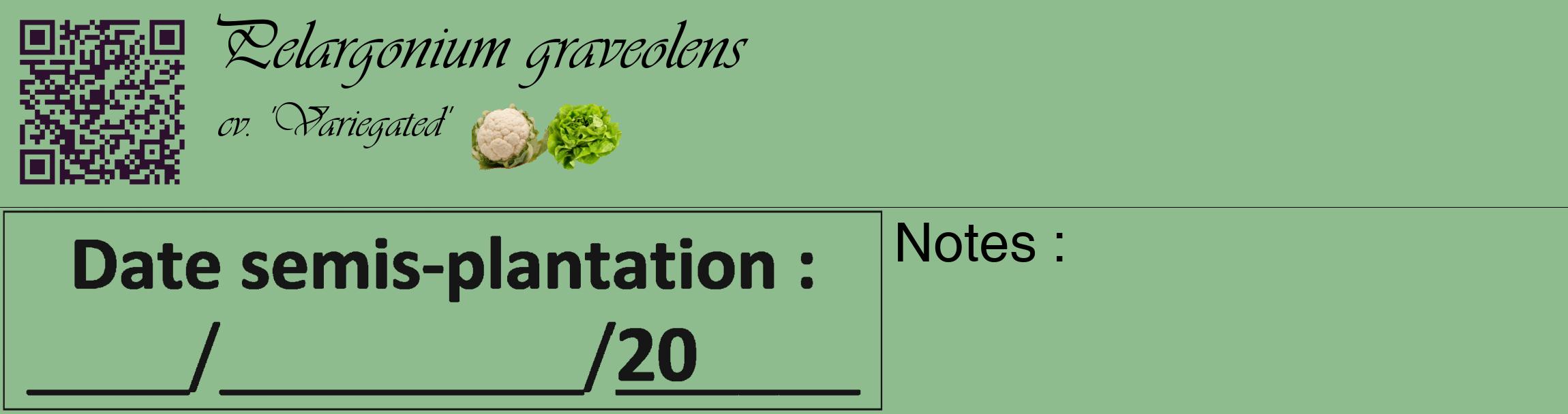 Étiquette de : Pelargonium graveolens cv. 'Variegated' - format c - style noire13_basique_basiqueviv avec qrcode et comestibilité simplifiée