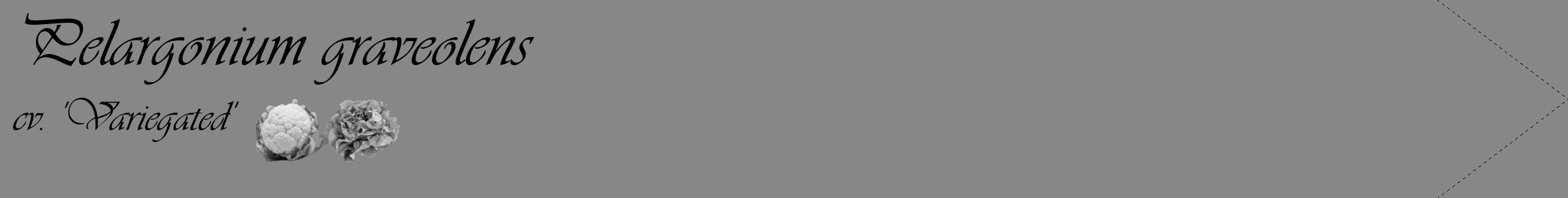 Étiquette de : Pelargonium graveolens cv. 'Variegated' - format c - style noire12_simple_simpleviv avec comestibilité simplifiée