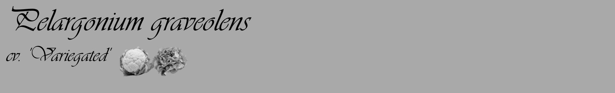 Étiquette de : Pelargonium graveolens cv. 'Variegated' - format c - style noire13_basique_basiqueviv avec comestibilité simplifiée