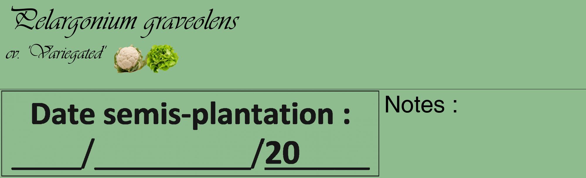 Étiquette de : Pelargonium graveolens cv. 'Variegated' - format c - style noire13_basique_basiqueviv avec comestibilité simplifiée