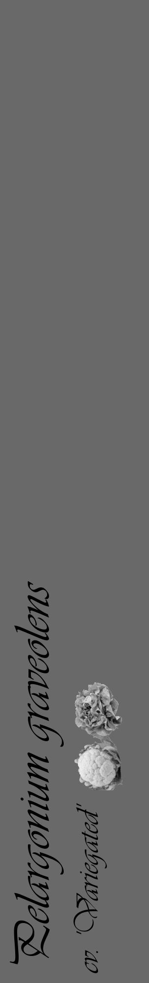 Étiquette de : Pelargonium graveolens cv. 'Variegated' - format c - style noire11_basique_basiqueviv avec comestibilité simplifiée - position verticale