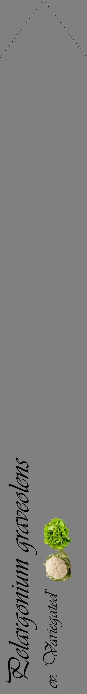 Étiquette de : Pelargonium graveolens cv. 'Variegated' - format c - style noire57_simpleviv avec comestibilité simplifiée