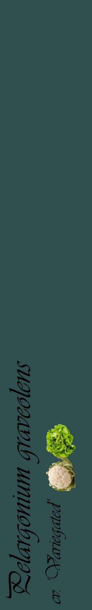 Étiquette de : Pelargonium graveolens cv. 'Variegated' - format c - style noire58_basiqueviv avec comestibilité simplifiée