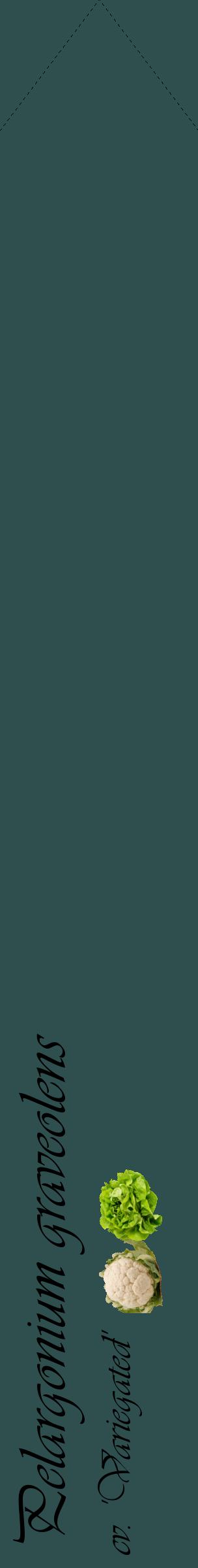 Étiquette de : Pelargonium graveolens cv. 'Variegated' - format c - style noire58_simpleviv avec comestibilité simplifiée
