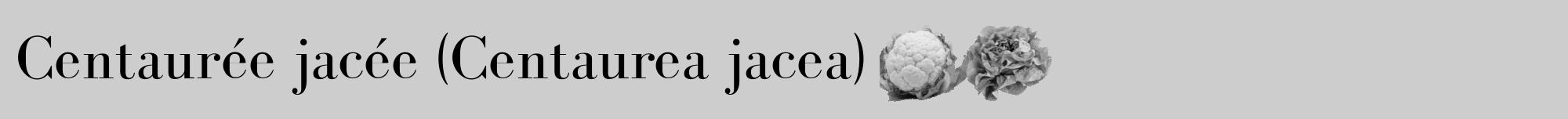 Étiquette de : Centaurea jacea - format a - style noire41bod avec comestibilité simplifiée