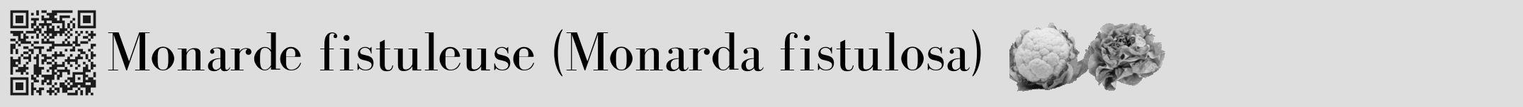 Étiquette de : Monarda fistulosa - format a - style noire20bod avec qrcode et comestibilité simplifiée