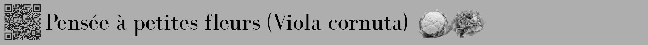 Étiquette de : Viola cornuta - format a - style noire53bod avec qrcode et comestibilité simplifiée