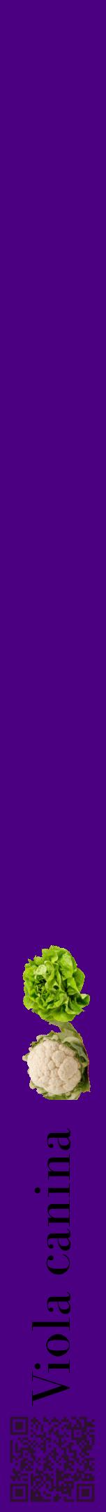 Étiquette de : Viola canina - format a - style noire47bod avec qrcode et comestibilité simplifiée