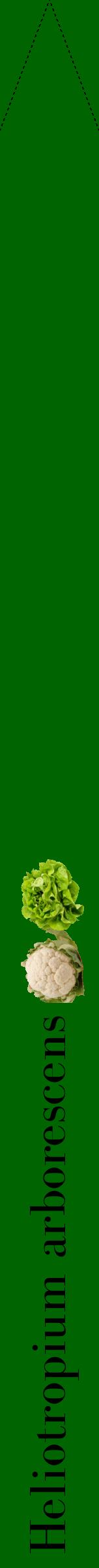 Étiquette de : Heliotropium arborescens - format b - style noire8bod avec comestibilité simplifiée