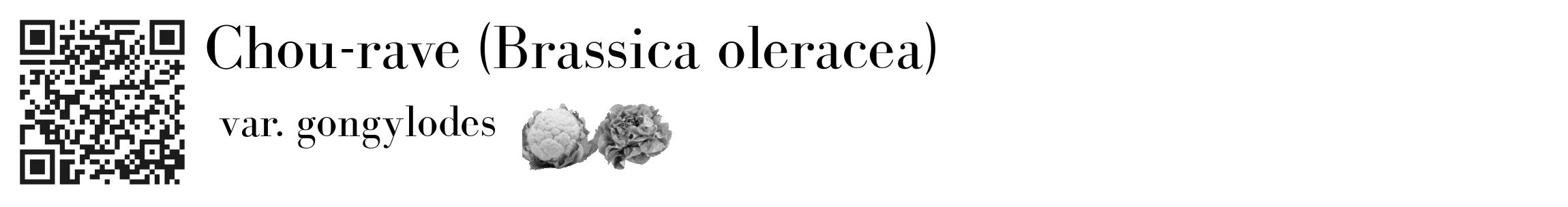 Étiquette de : Brassica oleracea var. gongylodes - format c - style noire60_basique_basiquebod avec qrcode et comestibilité simplifiée