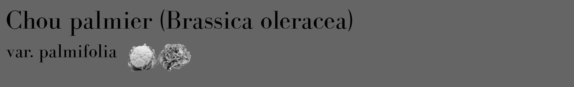 Étiquette de : Brassica oleracea var. palmifolia - format c - style noire32_basique_basiquebod avec comestibilité simplifiée