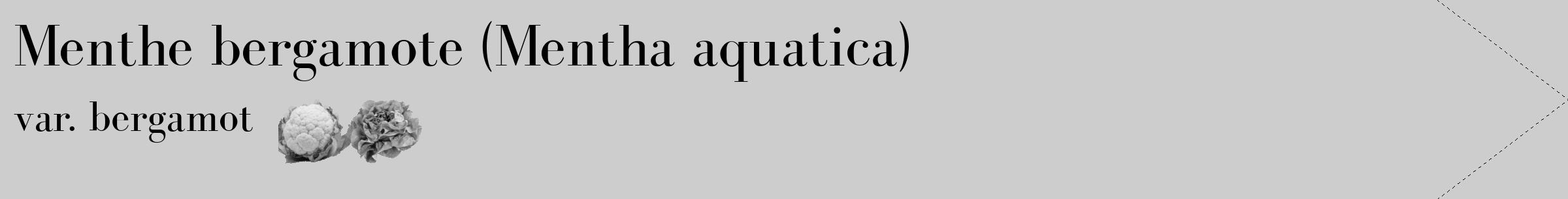 Étiquette de : Mentha aquatica var. bergamot - format c - style noire41_simple_simplebod avec comestibilité simplifiée