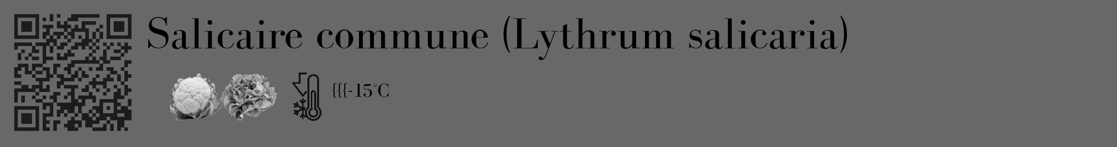 Étiquette de : Lythrum salicaria - format c - style noire43_basique_basiquebod avec qrcode et comestibilité simplifiée