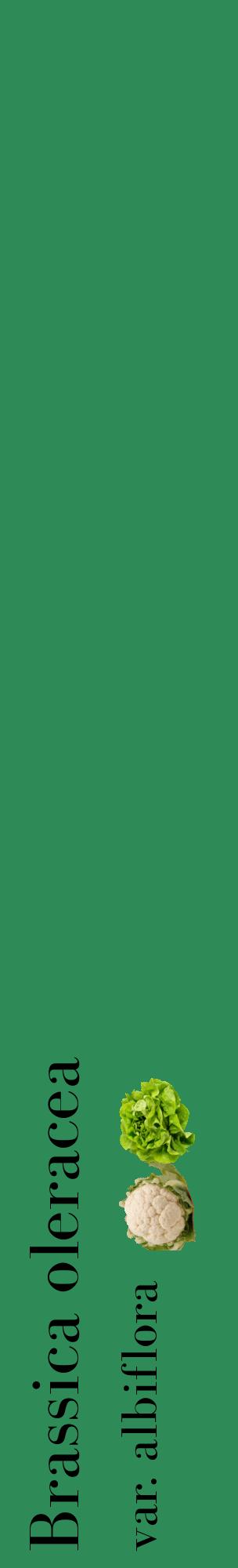 Étiquette de : Brassica oleracea var. albiflora - format c - style noire11_basiquebod avec comestibilité simplifiée