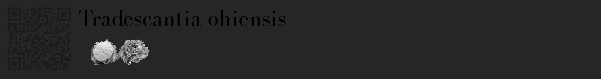 Étiquette de : Tradescantia ohiensis - format c - style noire29_basique_basiquebod avec qrcode et comestibilité simplifiée